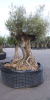 Olea europea - Olivenbaum