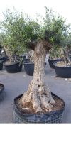 Olea europea - Olivenbaum