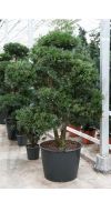 Podocarpus macrophyllus Bonsai - Steineibe