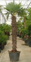 Trachycarpus fortunei - Chinesische Hanfpalme XL