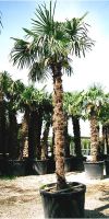 Trachycarpus fortunei - Chinesische Hanfpalme XL