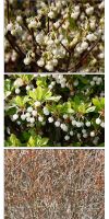 Enkianthus perulatus bonsai - Prachtglocke Gartenbonsai