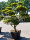 Enkianthus perulatus bonsai - Prachtglocke Gartenbonsai