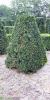 Buxus sempervirens arborescens - Pyramidenstumpf