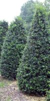 Buxus sempervirens arborescens - Kegel- Schnitt