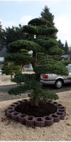 Pinus pentaphylla Bonsai - Japanischer Gartenbonsai