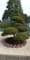 Taxus cuspidata Bonsai - Japanischer Gartenbonsai