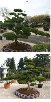 Taxus cuspidata bonsai - Garden Bonsai