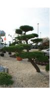 Japanischer Gartenbonsai - Pinus thunbergii