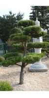 Pinus thunbergii Bonsai