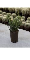 Euphorbia tirucalli - Bleistiftstrauch im exklusiven Pflanzgefäß