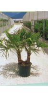 Trachycarpus fortunei - Chinese Windmill Palm