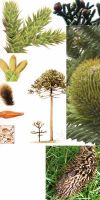 Araucaria araucana - Chilenische Schmucktanne