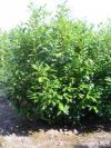 Prunus laurocerasus Novita - Kirschlorbeer, Solitärpflanze
