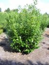 Prunus laurocerasus Novita - Kirschlorbeer, Solitärpflanze