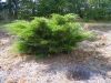 Juniperus Chinensis Kuriwao Gold - Chinesischer Goldwacholder