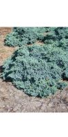 Juniperus squamata Blue Carpet -