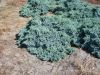 Juniperus squamata Blue Carpet -