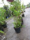 Heckenpflanzen - Naturhecke, 12 große Ziersträucher für 10 Meter