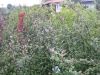 Heckenpflanzen - Naturhecke, 12 große Ziersträucher für 10 Meter