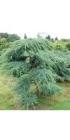 Juniperus squamata Blue Carpet GARTENBONSAI - Blauer Kriech-Wa