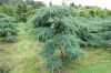 Juniperus squamata Blue Carpet GARTENBONSAI - Blauer Kriech-Wa