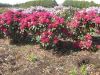 Rhododendron XXL - Nova  Zembler