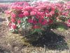 Rhododendron XXL - Nova  Zembler