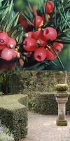 Taxus baccata - Gemeine Eibe, Europäische Eibe, Solitärpflanze