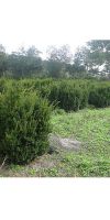 Taxus cuspidata Nana -  Japanese Yew, hedge plant