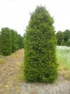 Taxus baccata -  European Yew Column