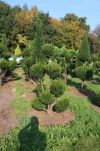 Taxus baccata -  European Yew Gardenbonsai