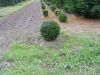 Taxus baccata  -  European Yew Ball