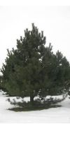 Pinus nigra Austriaca - Österreichische Schwarzkiefer XXL