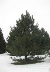 Pinus nigra Austriaca - Pine Austrian