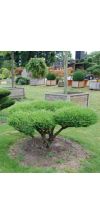 Juniperus media mint Bonsai -