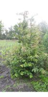 Parrotia persica - Eisenholzbaum, Stammbusch