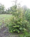 Parrotia persica - Eisenholzbaum, Stammbusch