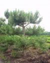 Pinus sylvestris Norske Pre Bonsai - Garten Bonsai Vorschnitt