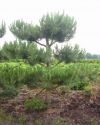 Pinus sylvestris Norske Pre Bonsai
