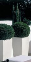 Buxus sempervirens  in a Planter