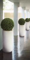 Buxus sempervirens in a Planter