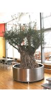 Olea europea  - Olivenbaum im Edelstahlpflanzgefäß