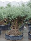 Olea europea  - Olivenbaum im Edelstahlpflanzgefäß