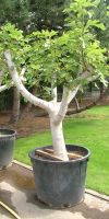 Fig tree in Corten steel planter XXL, container plant