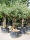 Olea europea - Olive tree in a hardwood planter