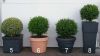 Buxus sempervirens various shapes in a Planter