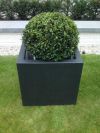 Buxus sempervirens ball in a Planter