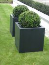Buxus sempervirens ball in a Planter