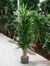 Dracena cintho dragon tree branches, indoor plant